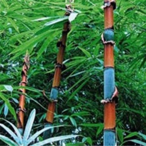 Moso bamboo seeds - bamboo,