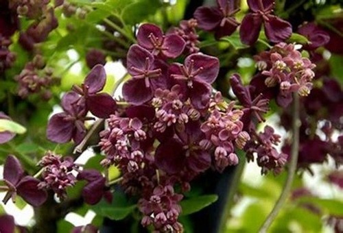 Akebia quinata chocolate - akebia, vine