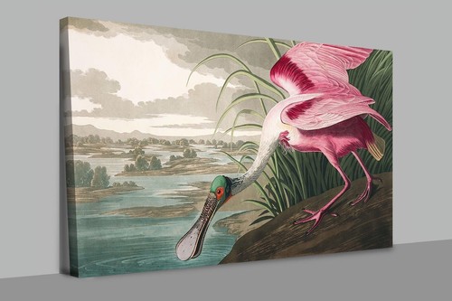 John james audubon roseate - james,