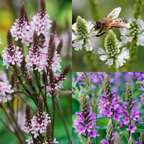 Verbena hastata mixture 60 - hastata-,