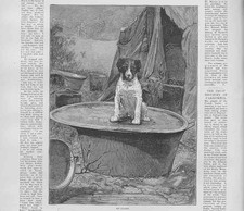 Original Old Antique Print Dog