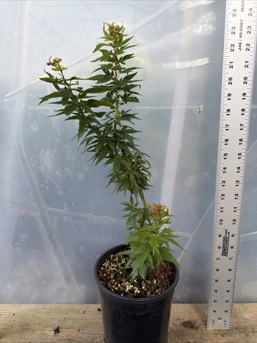 Mikawa yatsubusa seedling - yatsubusa, 1g