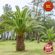 4 - 5 ft Phoenix Canariensis Canary Island Date Palm Indoor Outdoor Tree Plant