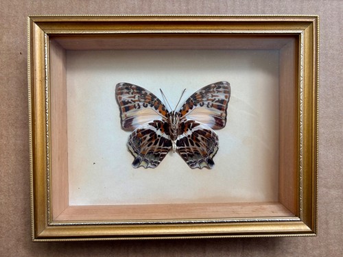 Vintage framed clipper - vintage,