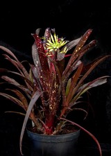 BROMELIAD BILLBERGIA