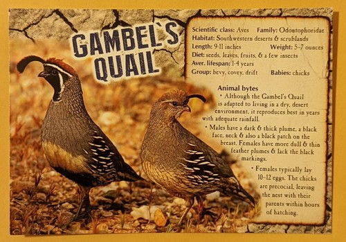 Postcard mammals gambel s - postcard, mammals,