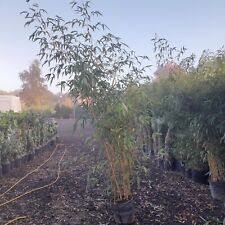 Vivax Giant Chinese Timber Bamboo Fast Growing 25L Plants Screening Bamboo 7-8ft