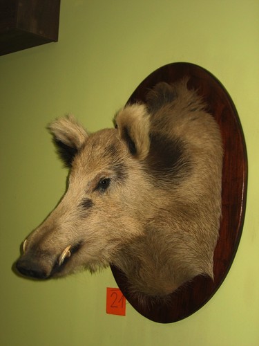 Wild boar head maximum - wild,
