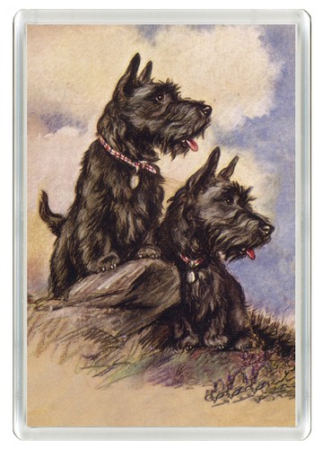 Scottish terrier scottie dog - terrier,