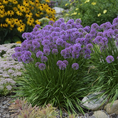 Allium millenium rhs - millenium,