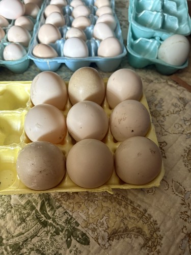 Npip clean muscovy duck - clean,