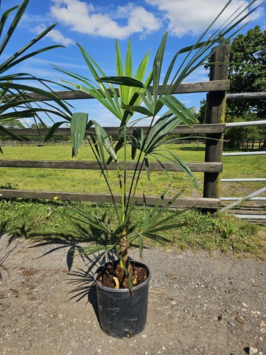 4ft 15 trachycarpus - -15,