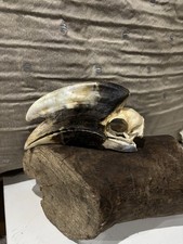 Taxidermy Hornbill skull