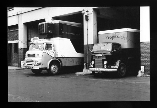 Cv380 birds eye fropax - eye,