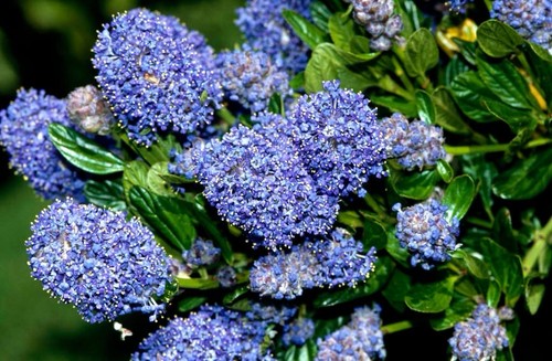 Ceanothus skylark californian - ceanothus,