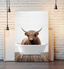 Highland Cow Animal in Bath