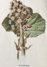 Antique botanical print - botanical,