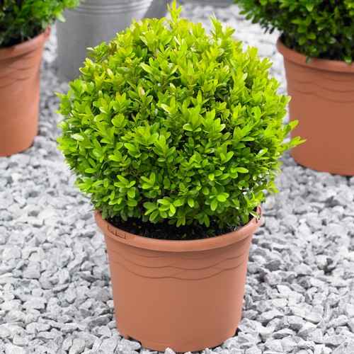 Buxus ball 40cm diameter - buxus,