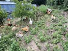 12 x FERTILE CHICKEN eggs4saleFREE RANGE LOVELY Pot Luck Mixed breeds1