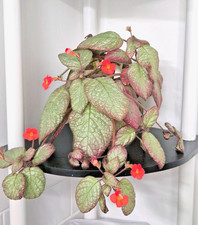 NEW to the UK: Episcia flame