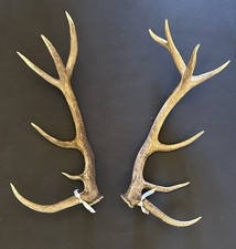PAIR OF LARGE RED DEER ANTLERS