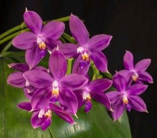 FRAGRANT Phalaenopsis Jennifer Palermo-violacea indigo x tetraspis Purple