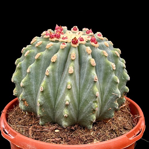 Extra large ferocactus - large,