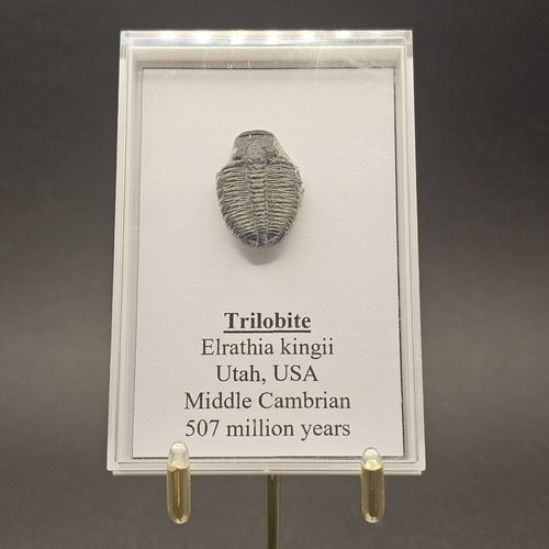 Genuine trilobite fossil - fossil, |