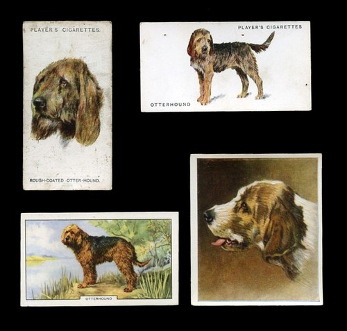 Otterhound hunting dog antique - hunting,