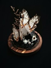 Common Mapwing Butterfly