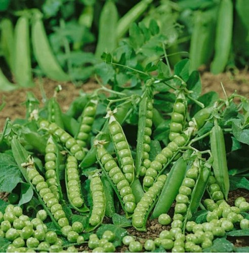 Pea douce provence seeds - douce,