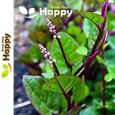 VEGETABLE HERB MALABAR SPINACH 20 SEEDS - Basella rubra - ORNAMENTAL RED LEAVES