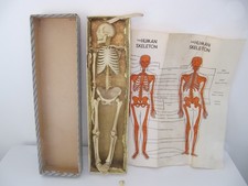 Vintage Small Skeleton in a