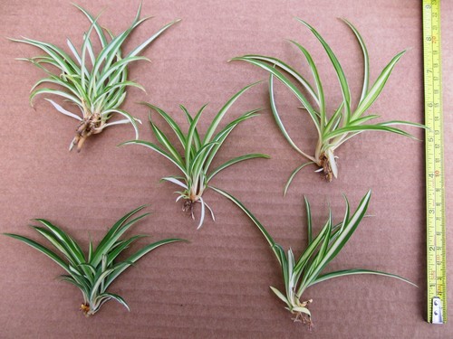 Baby spider plants - spider,