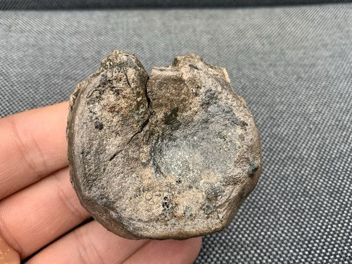 Rare plesiosaur vertebra - rare,
