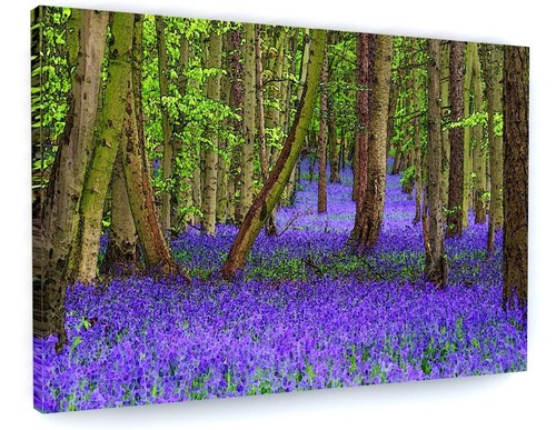 Bluebell woods woodland canvas - woodland,
