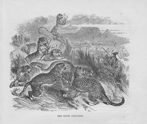 Leopards and hunters seven - leopards,