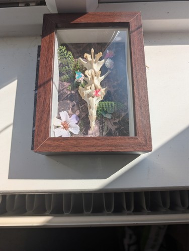 Bone taxidermy hare - bone,