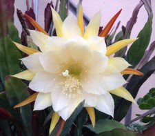 Epiphyllum Orchid WHITE & YELLOW Cactus ROOTED 20cm+ Cutting