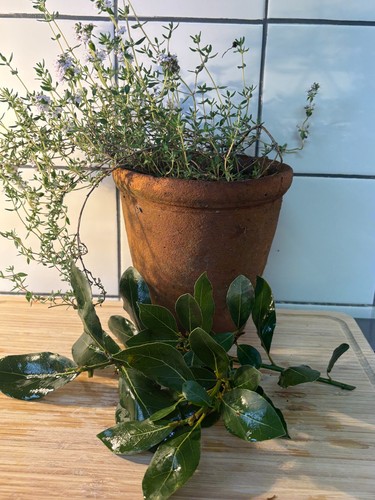 Fresh bay leaves - fresh,