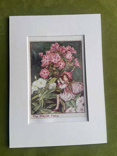 Phlox flower fairy - flower,