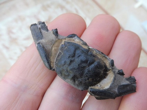 Fossil crab - fossil, cm)