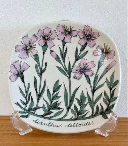 Arabia botanica dianthus - arabia,