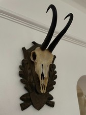 Mountain Goat Horns antlers