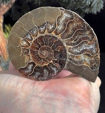 Ammonite Fossil Jurassic