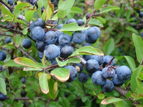 Freshly picked - lb,