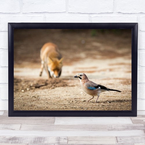Attack fox hunting bird - attack,