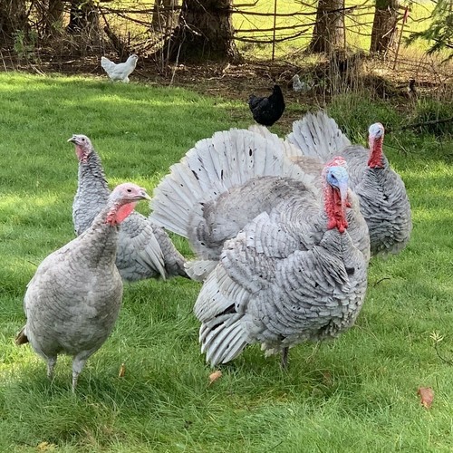 Blue slate turkey - 5,