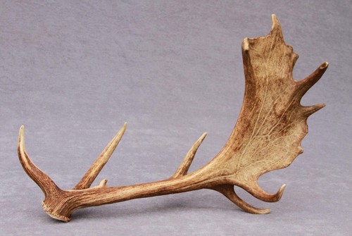 Naturally shed wild fallow - naturally,