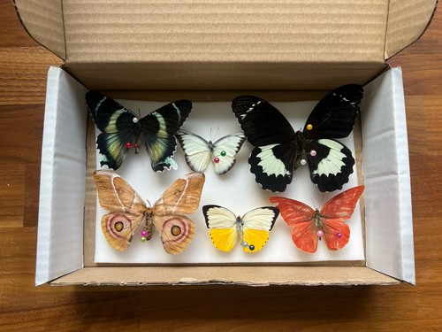 Box mixed grades butterfly - 1,